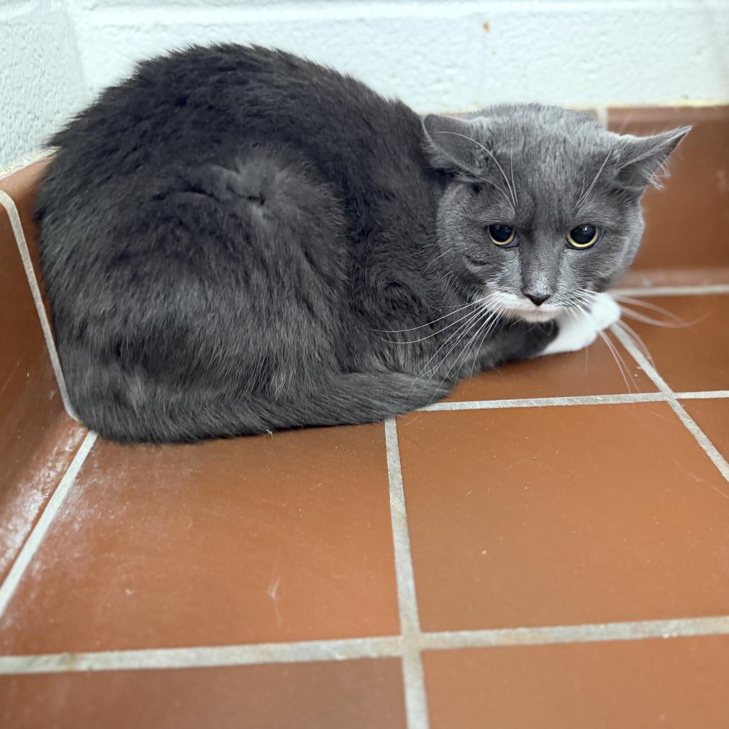 Enlarge Ceate, a Adoptable Domestic Short Hair in Conshohocken, PA image 2/2