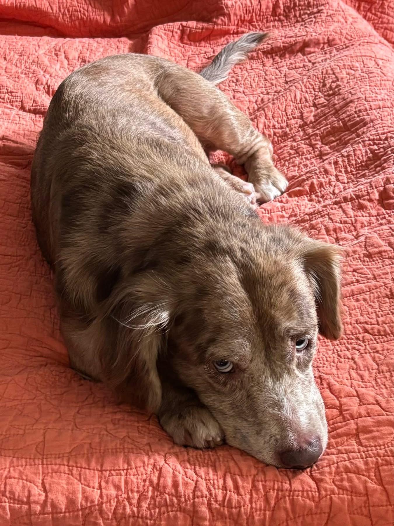 Enlarge Abby, an adoptable Mixed Breed in richmond, ME image 2/5