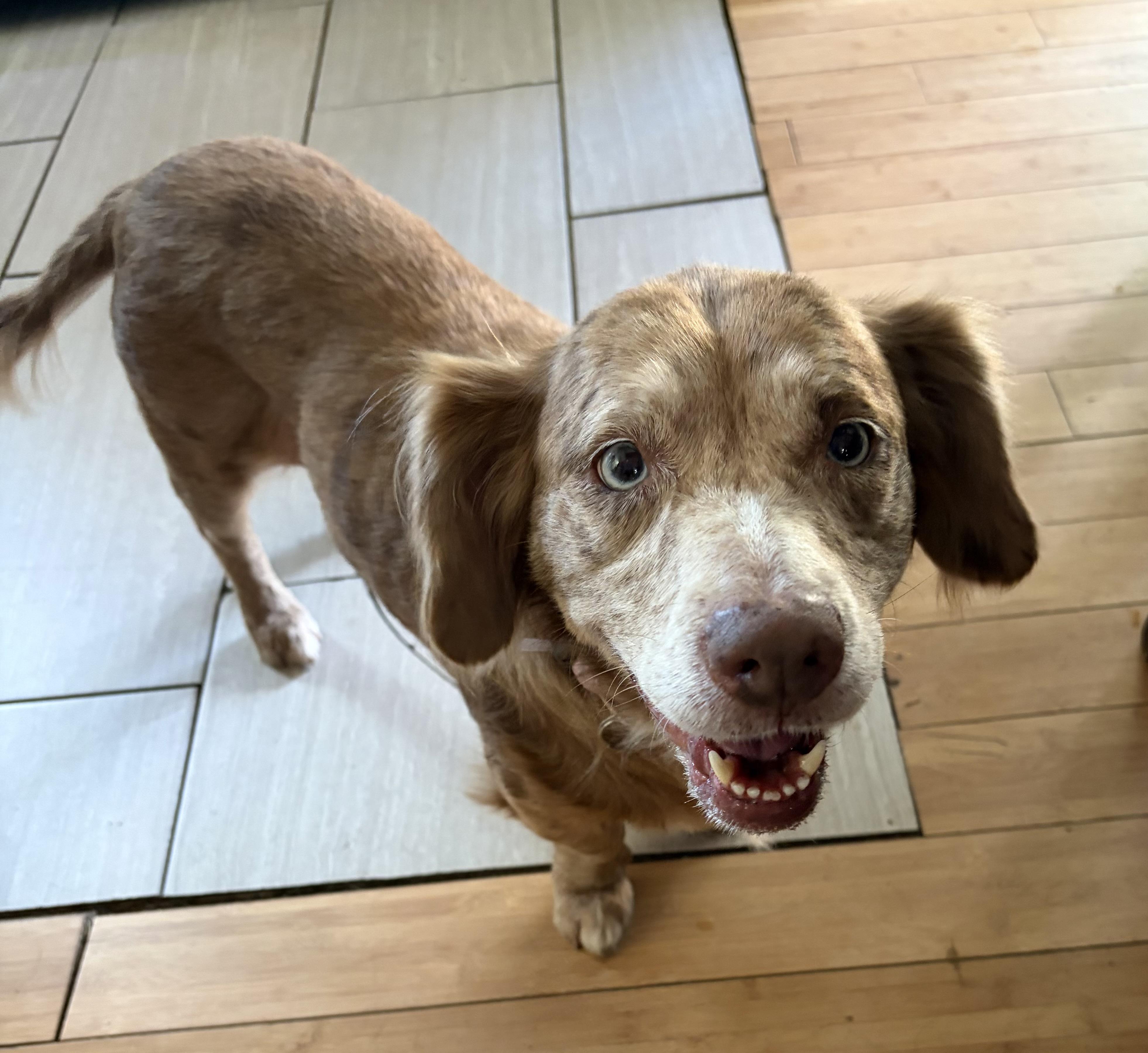 Enlarge Abby, an adoptable Mixed Breed in richmond, ME image 4/5