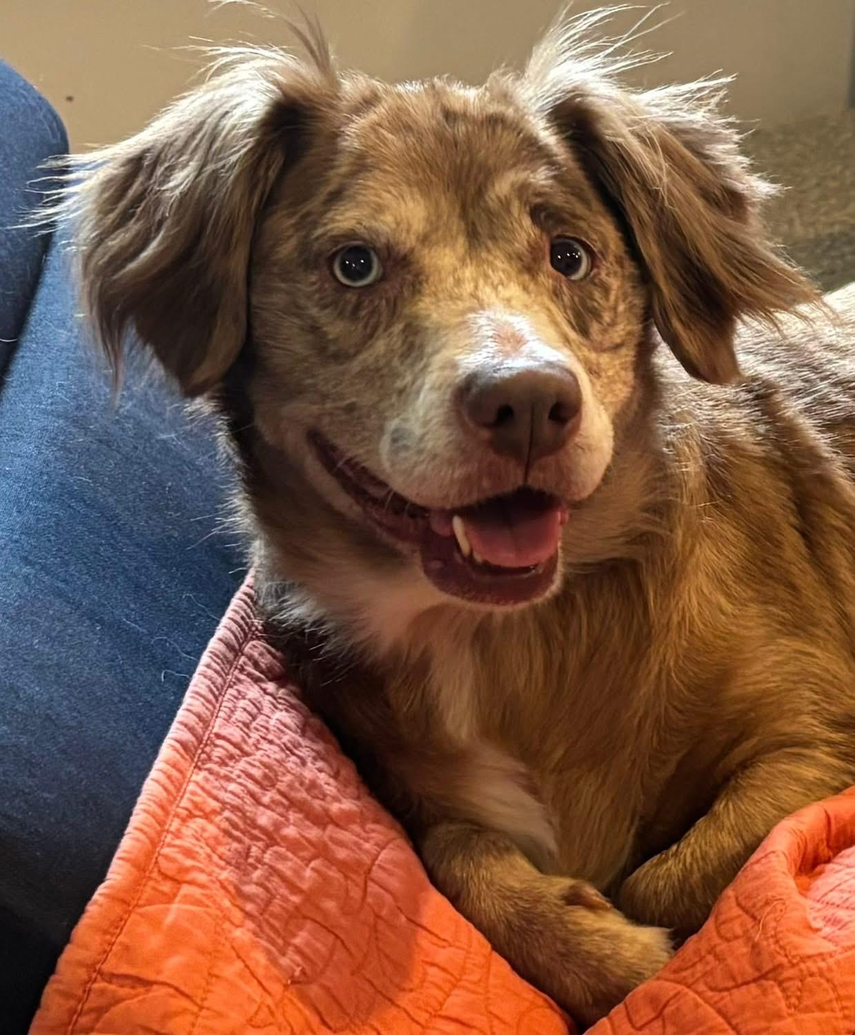 Enlarge Abby, an adoptable Mixed Breed in richmond, ME image 1/5