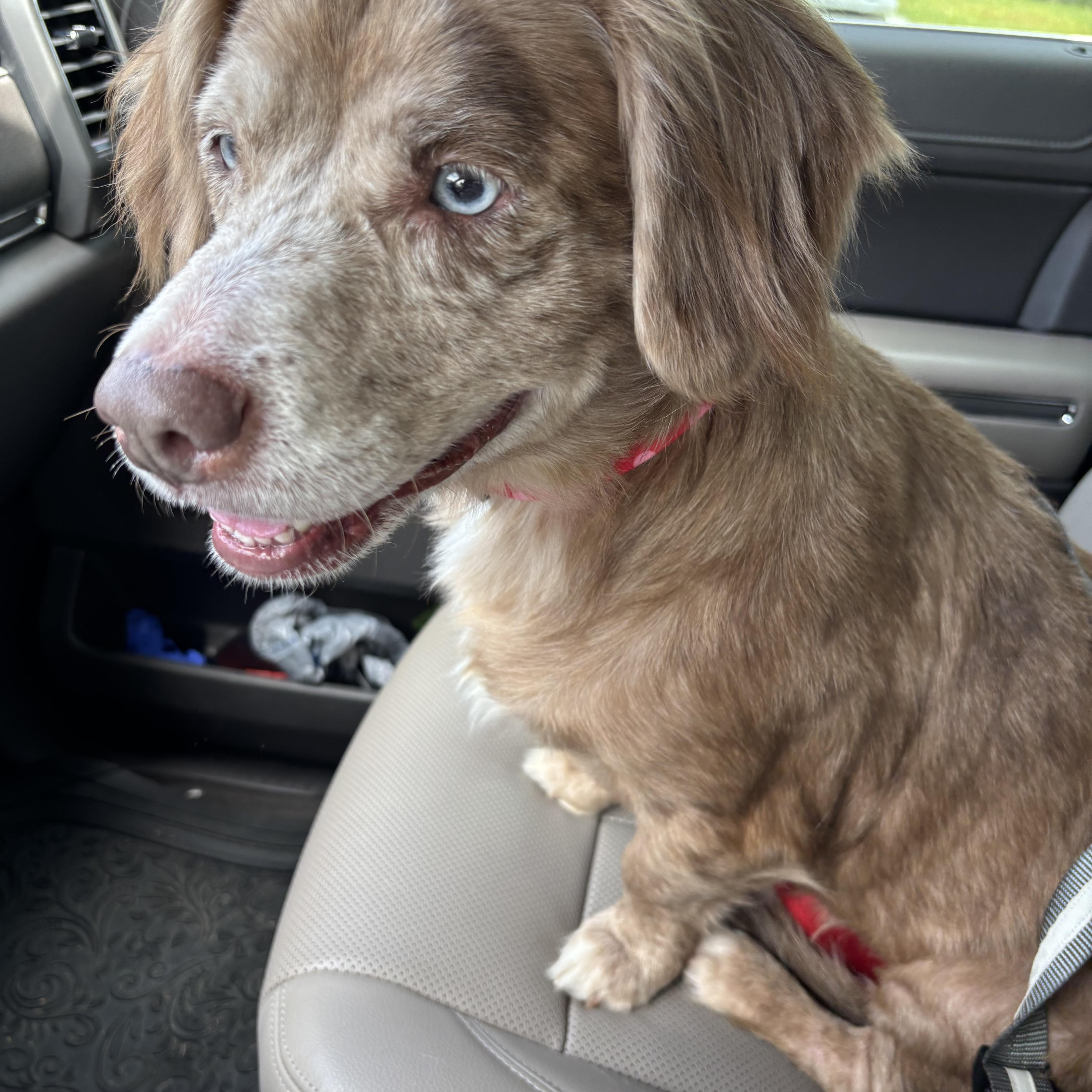 Enlarge Abby, an adoptable Mixed Breed in richmond, ME image 5/5