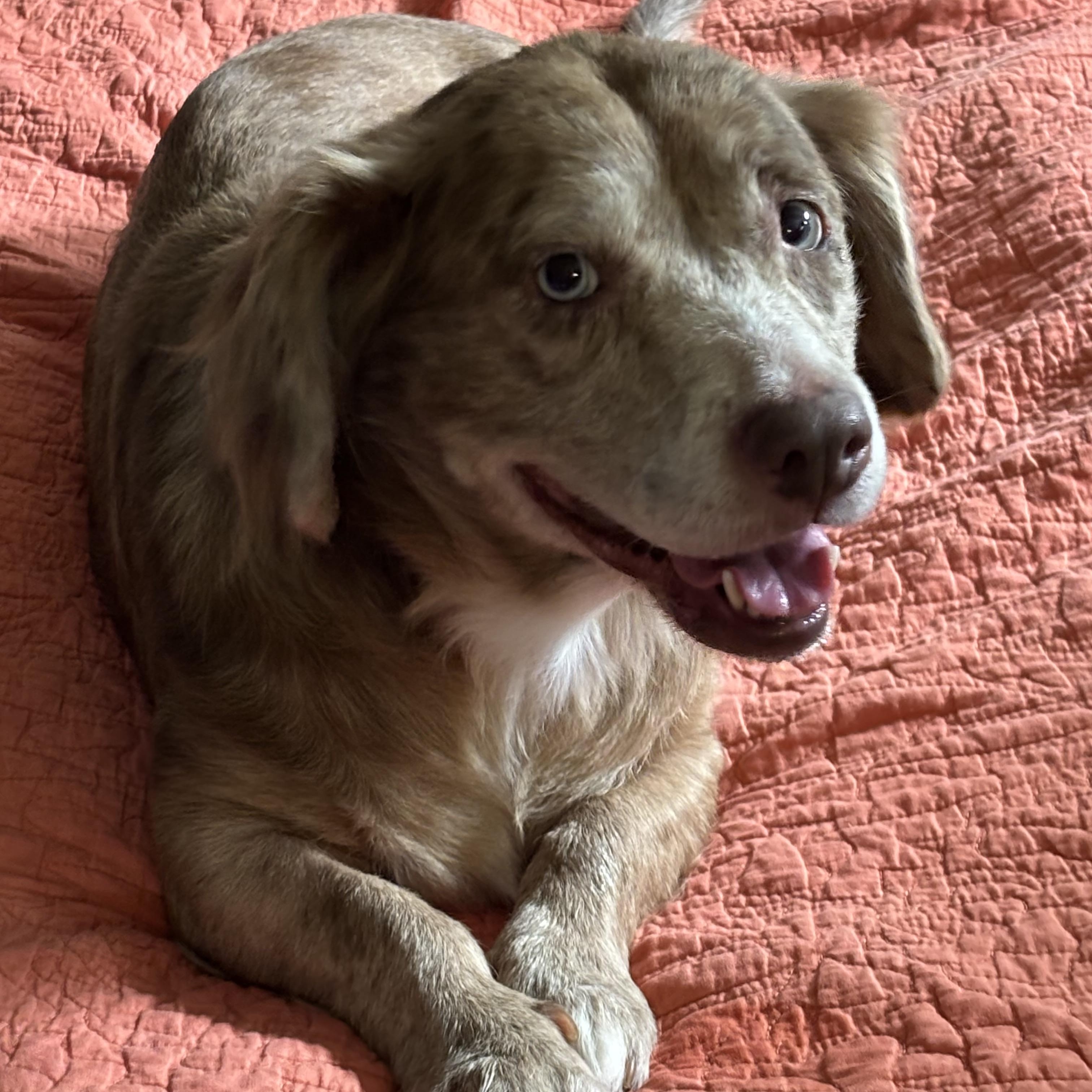 Enlarge Abby, an adoptable Mixed Breed in richmond, ME image 3/5