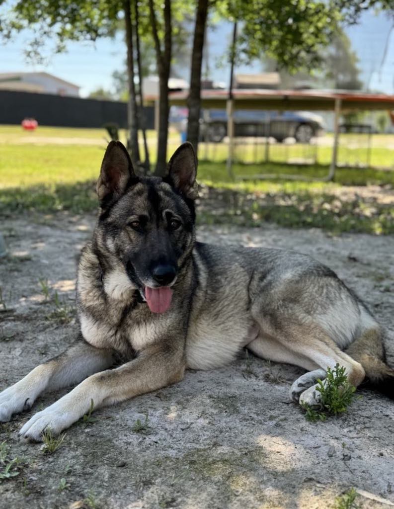MISS LILY, an adoptable German Shepherd Dog, Husky in Hermiston, OR, 97838 | Photo Image 2
