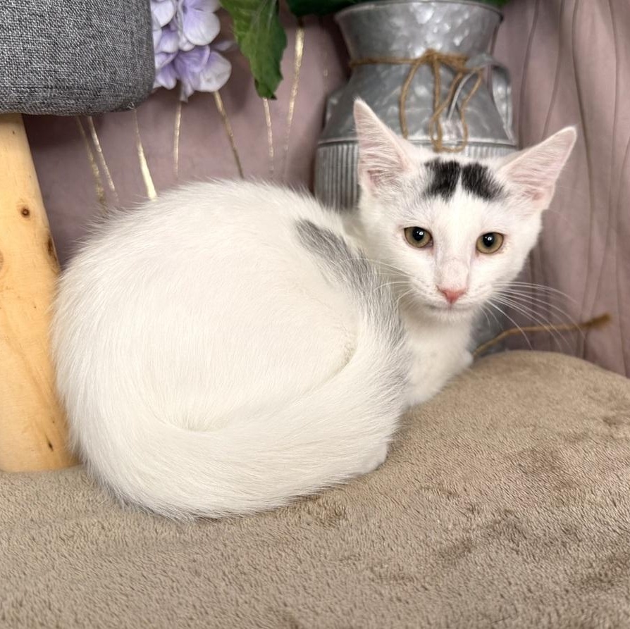 Enlarge Brew, a Adoptable Domestic Short Hair in Bennington, VT image 4/6