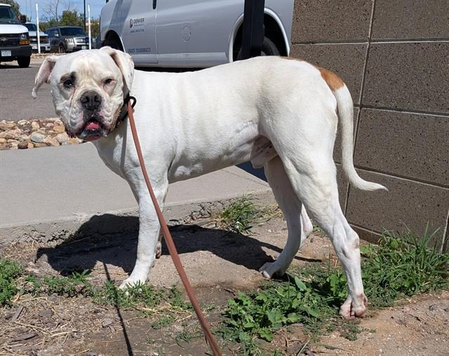 BOWSER, Adoptable, Adult Male American Bulldog.