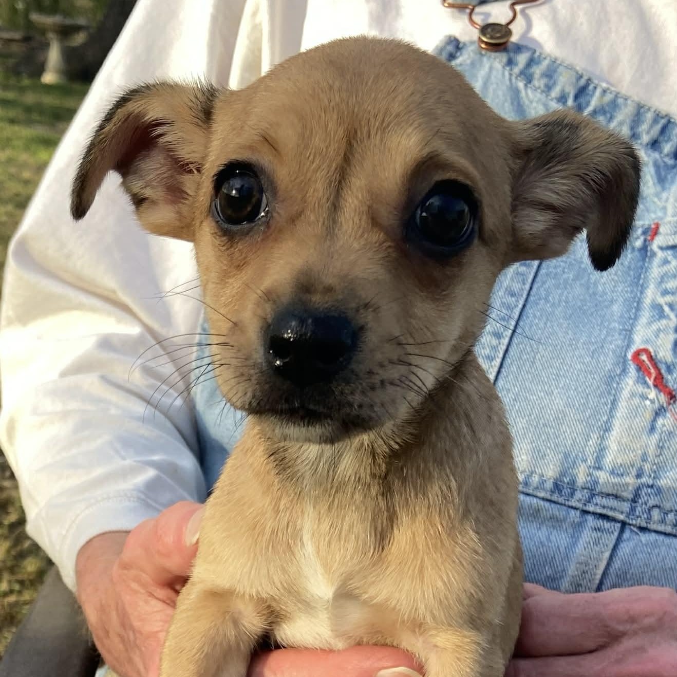 Wilma **Foster Needed**, adopted, Puppy Female Pug & Chihuahua.