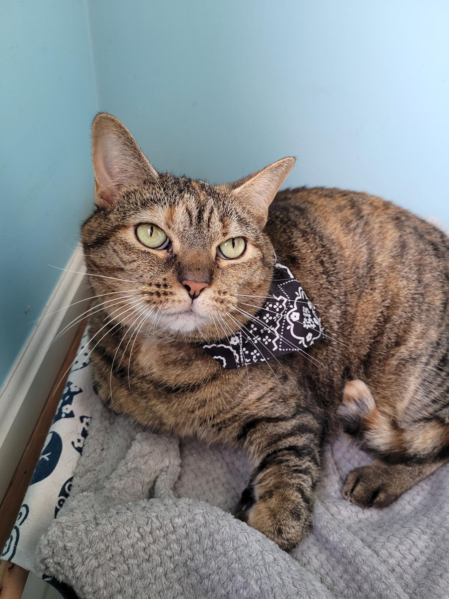 Tabitha Marie (ID 24205/ 2947)