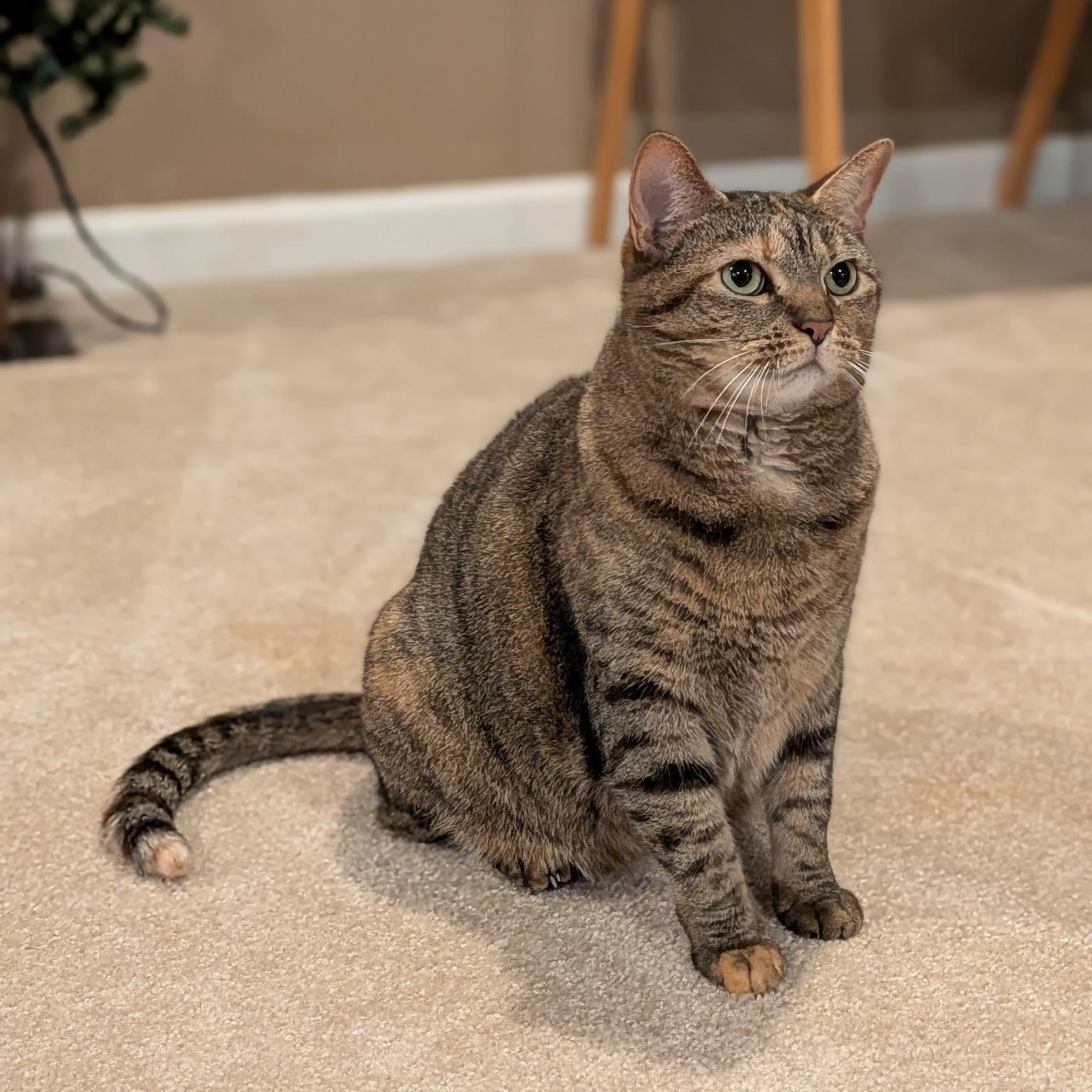 Tabitha Marie (ID 24205/ 2947)