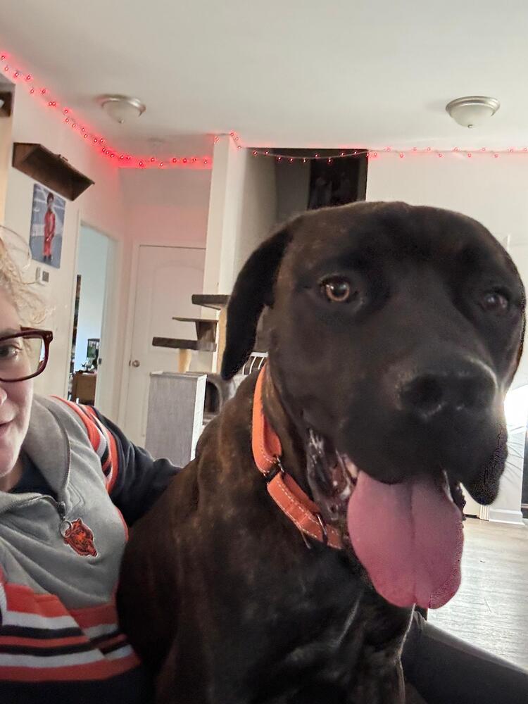 Jason (fka Soli), a Adoptable Cane Corso in Gig Harbor, WA image 1/6