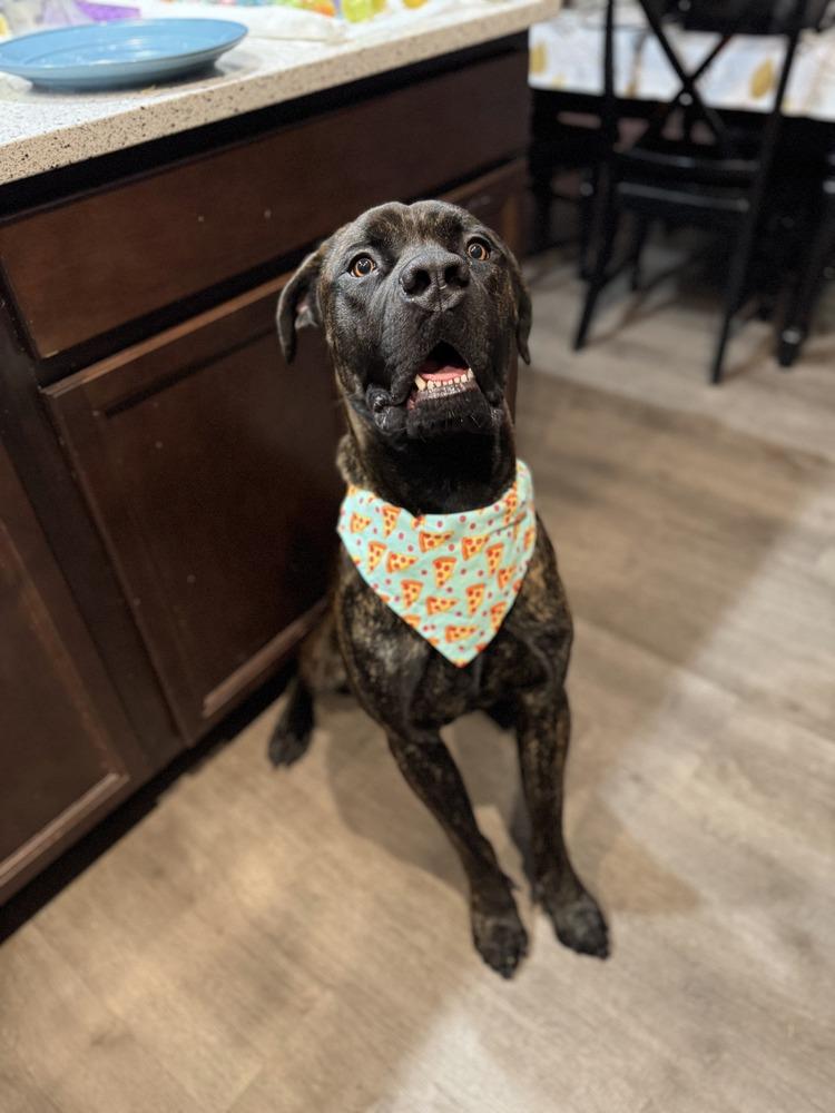 Jason (fka Soli), a Adoptable Cane Corso in Gig Harbor, WA image 2/6