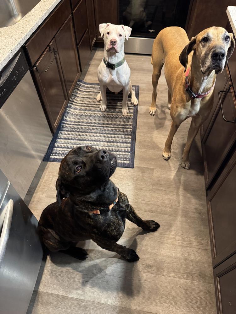 Jason (fka Soli), a Adoptable Cane Corso in Gig Harbor, WA image 3/6