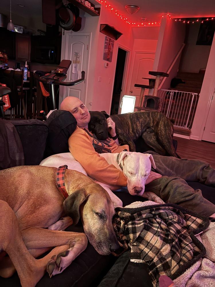 Jason (fka Soli), a Adoptable Cane Corso in Gig Harbor, WA image 4/6