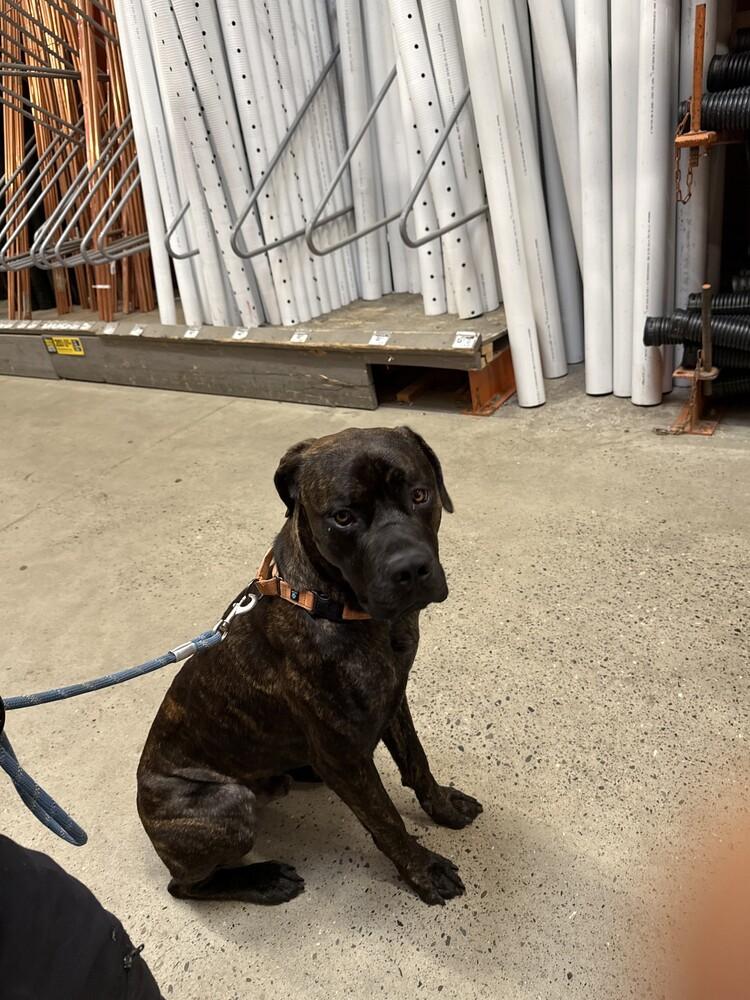 Jason (fka Soli), a Adoptable Cane Corso in Gig Harbor, WA image 5/6