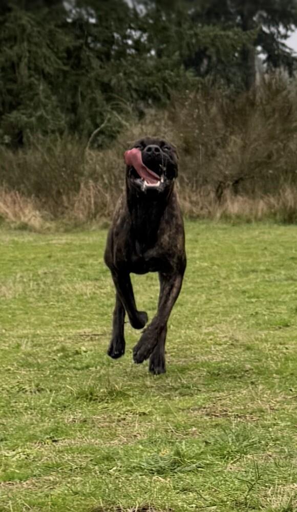 Jason (fka Soli), a Adoptable Cane Corso in Gig Harbor, WA image 5/6