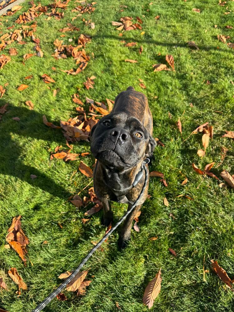 Jason (fka Soli), a Adoptable Cane Corso in Gig Harbor, WA image 6/6