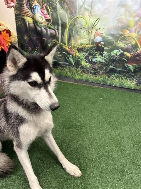 BUTTERS, Adoptable, Young Female Siberian Husky.