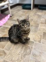 Enlarge Moana, an adopted Domestic Long Hair in Dodgeville, WI image 3/3