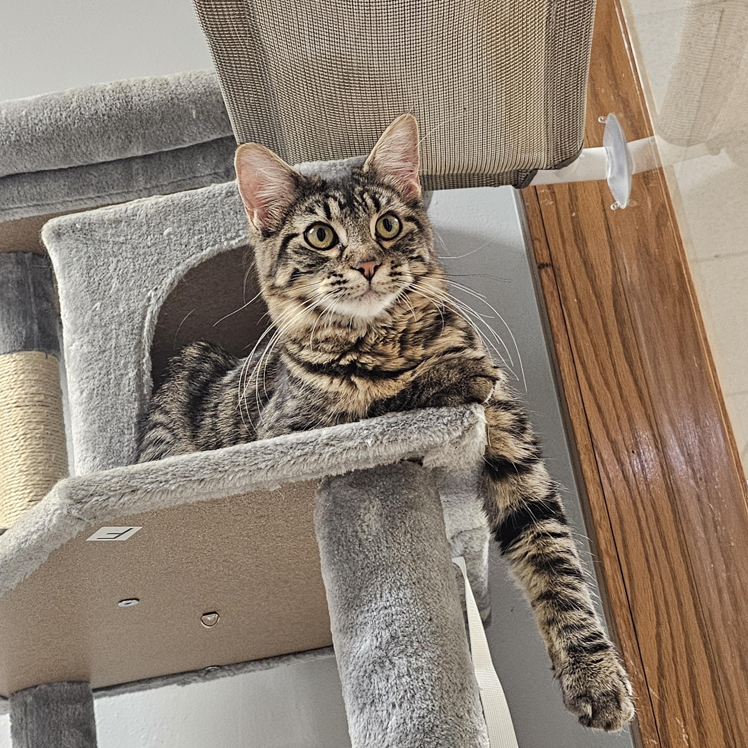 Enlarge Moana, an adopted Domestic Long Hair in Dodgeville, WI image 1/3