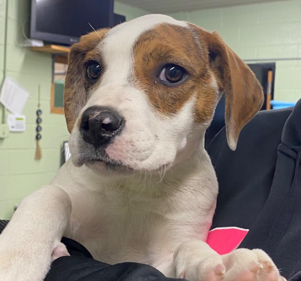 Enlarge Bell, a Adoptable Mixed Breed in Beebe, AR image 1/1