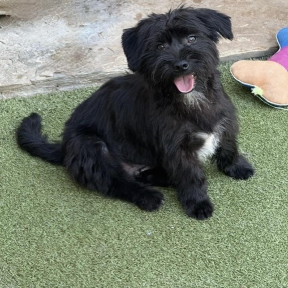 Enlarge SIMON, an adopted mixed breed in wildersville, TN image 2/6