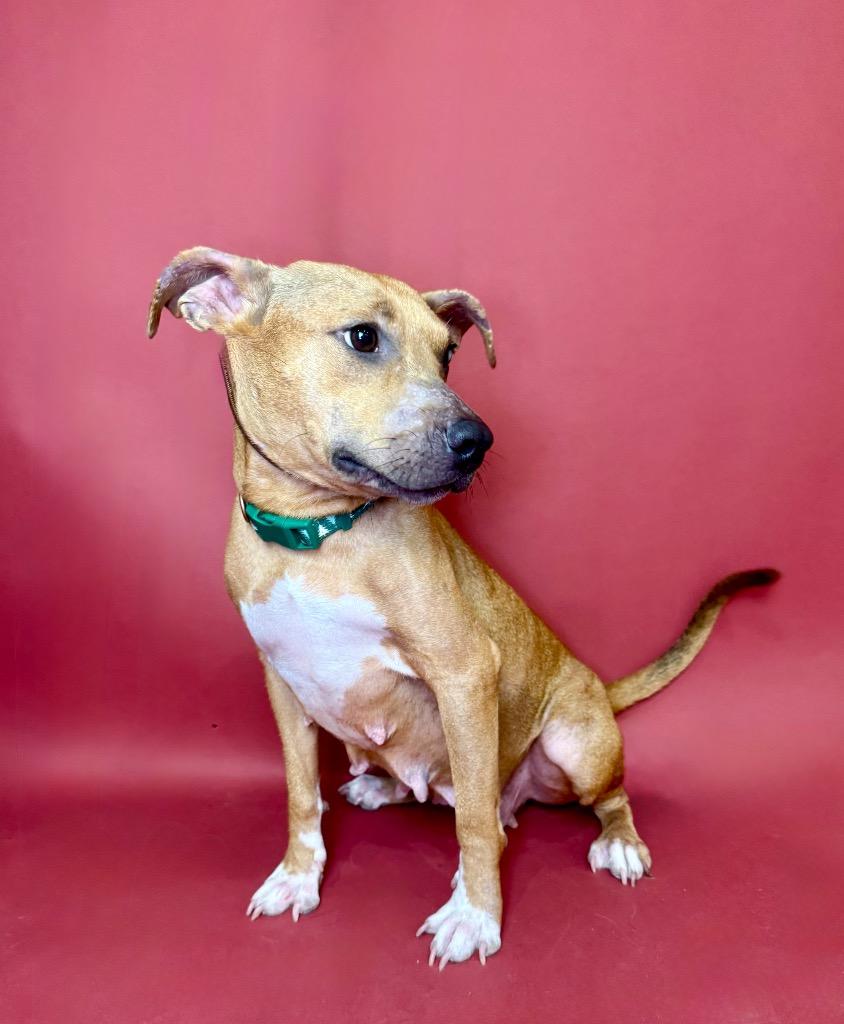 Enlarge Macey, a Adoptable mixed breed in Alvin, TX image 1/6