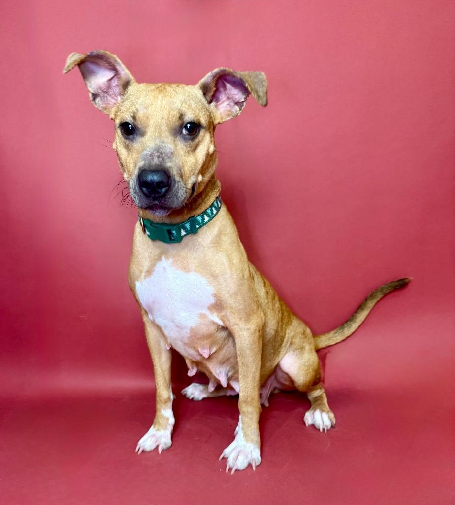 Enlarge Macey, a Adoptable mixed breed in Alvin, TX image 3/6