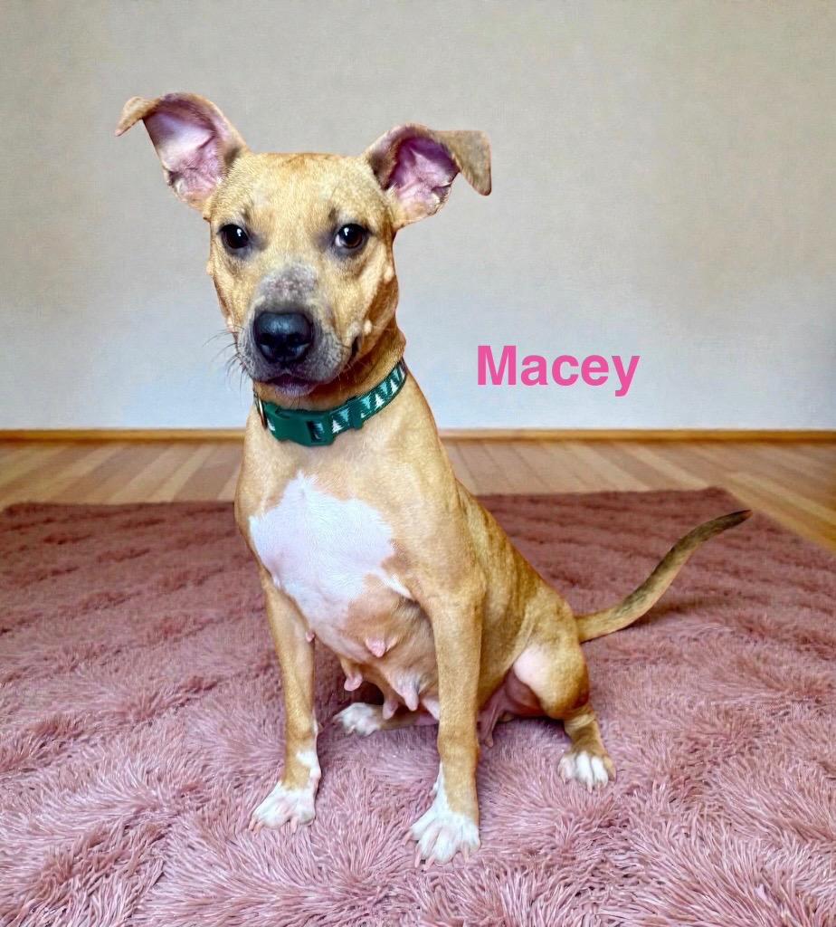 Enlarge Macey, a Adoptable mixed breed in Alvin, TX image 4/6