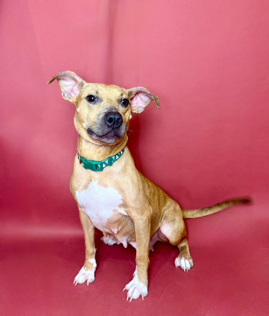 Enlarge Macey, a Adoptable mixed breed in Alvin, TX image 5/6