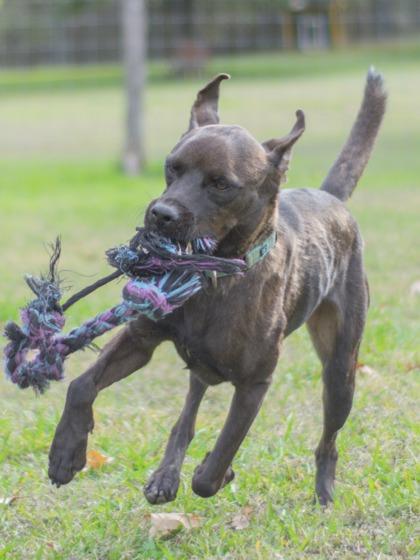 Provolone, Adoptable, Senior Male Labrador Retriever & Mixed Breed.