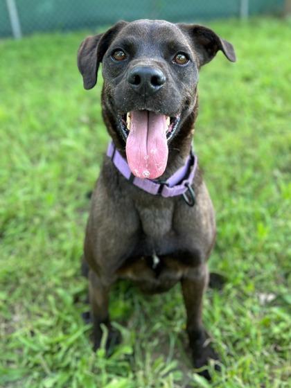 Enlarge Provolone, a Adoptable mixed breed in San Antonio, TX image 4/6