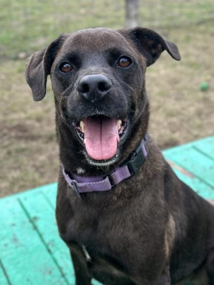 Provolone, Adoptable, Adult Male Labrador Retriever & Mixed Breed.