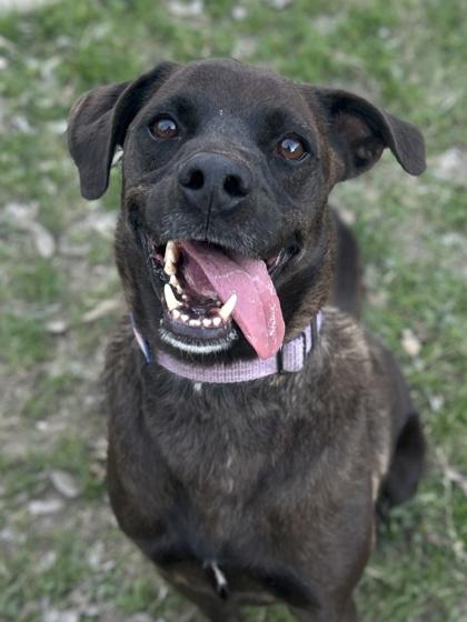 Enlarge Provolone, a Adoptable mixed breed in San Antonio, TX image 3/3