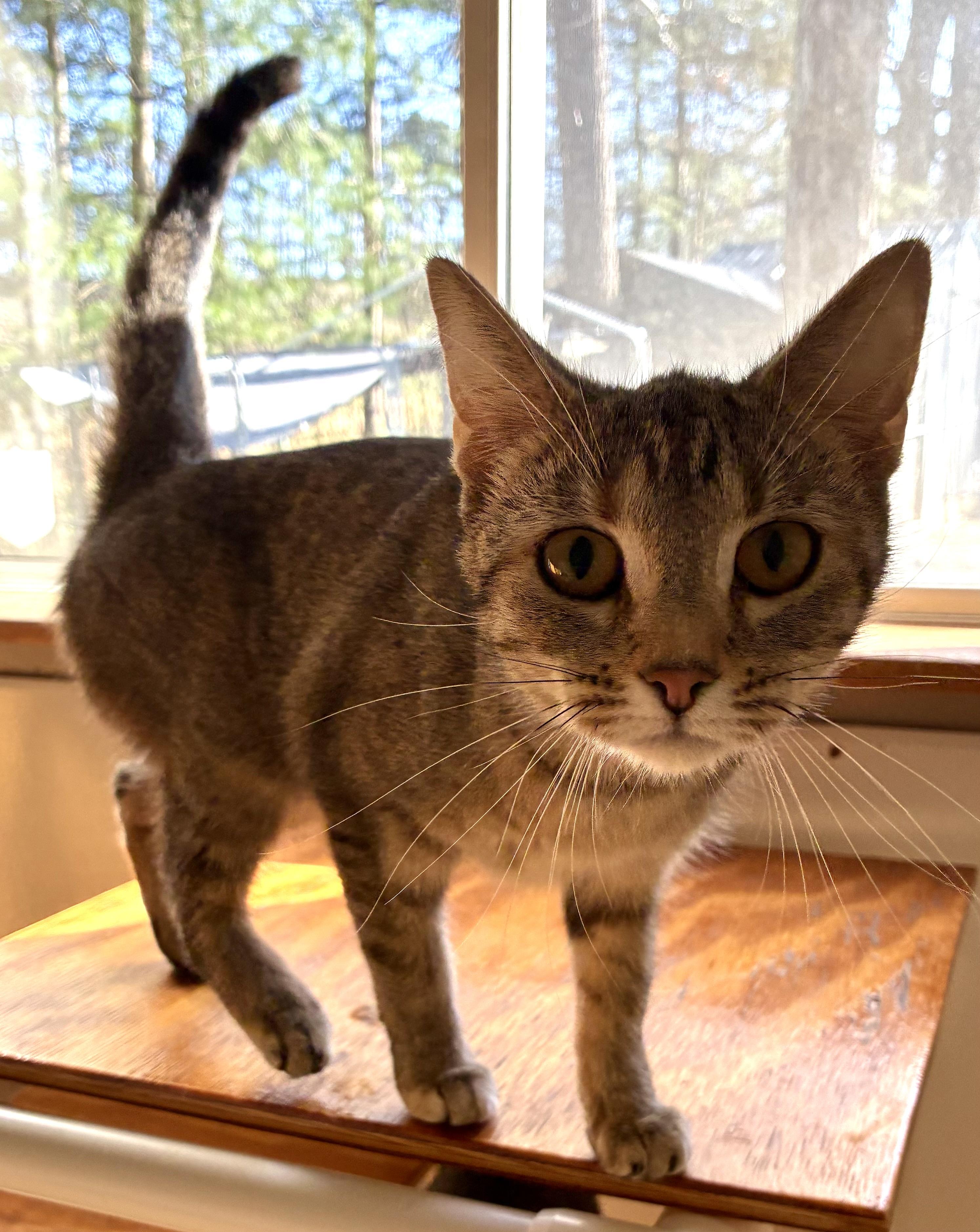 Enlarge LUCY, a ADOPTABLE Domestic Short Hair in Louisa, KY image 1/4