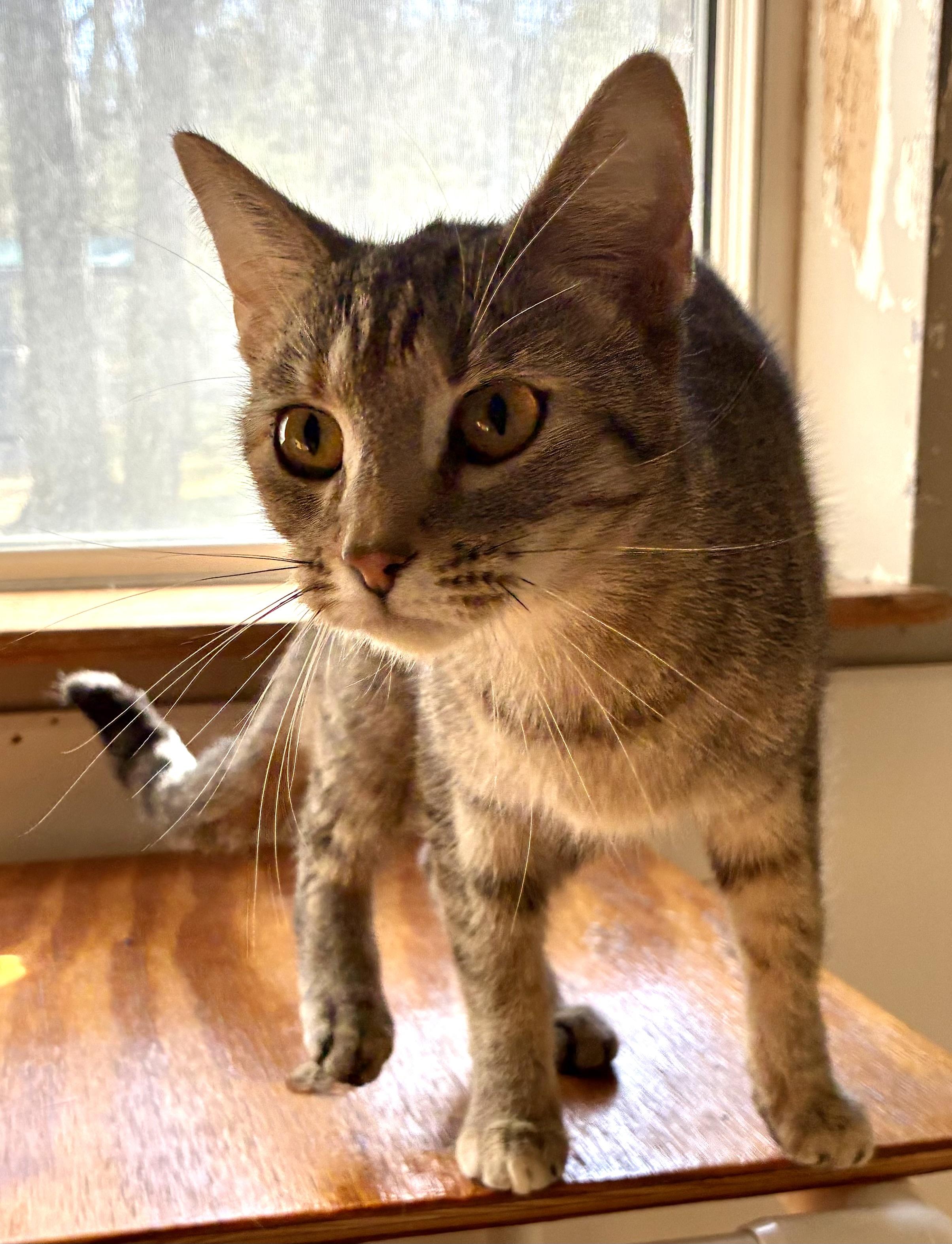 Enlarge LUCY, a ADOPTABLE Domestic Short Hair in Louisa, KY image 2/4