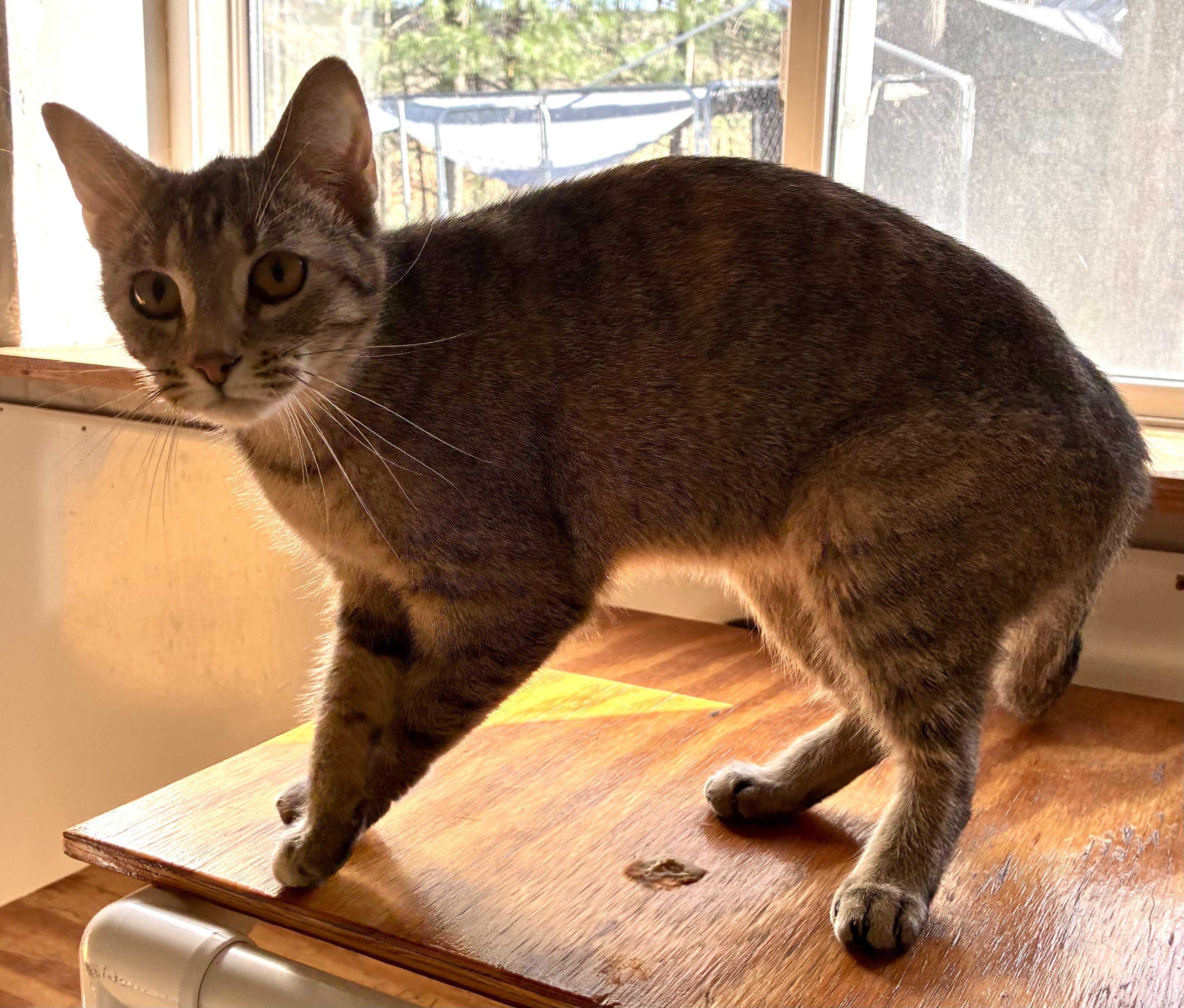 Enlarge LUCY, a ADOPTABLE Domestic Short Hair in Louisa, KY image 3/4