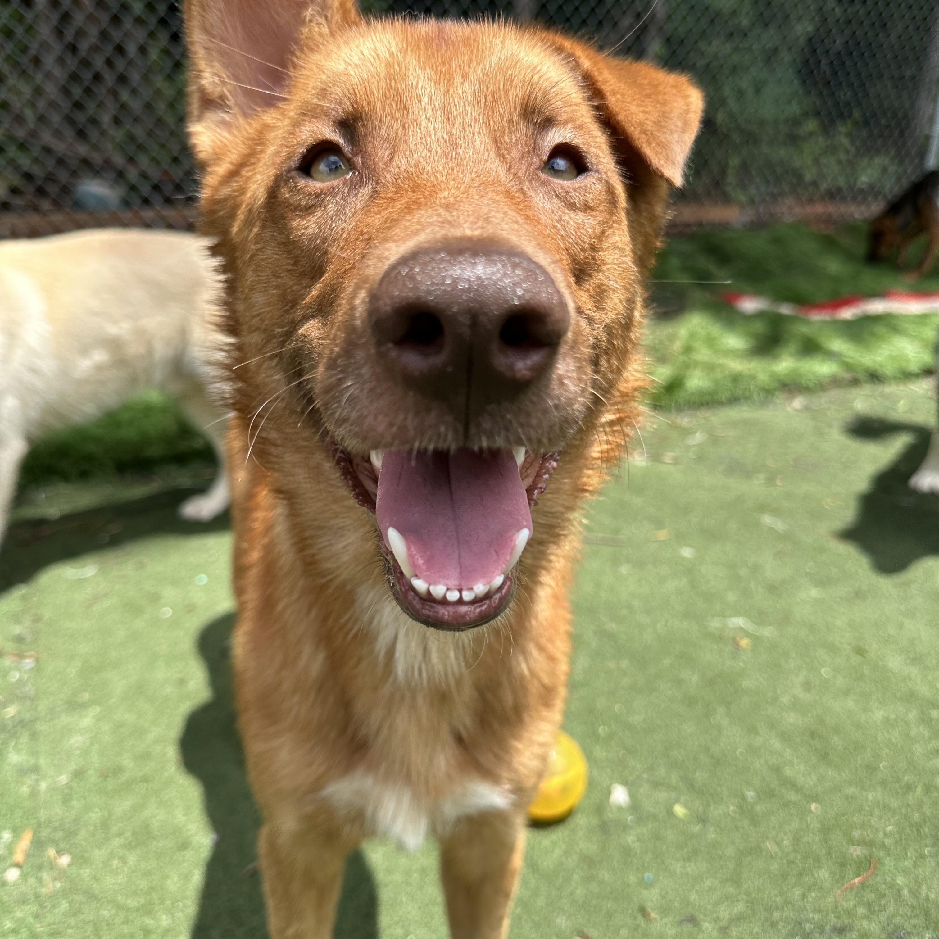 Nitro, a ADOPTABLE mixed breed in Charlotte, NC image 1/6