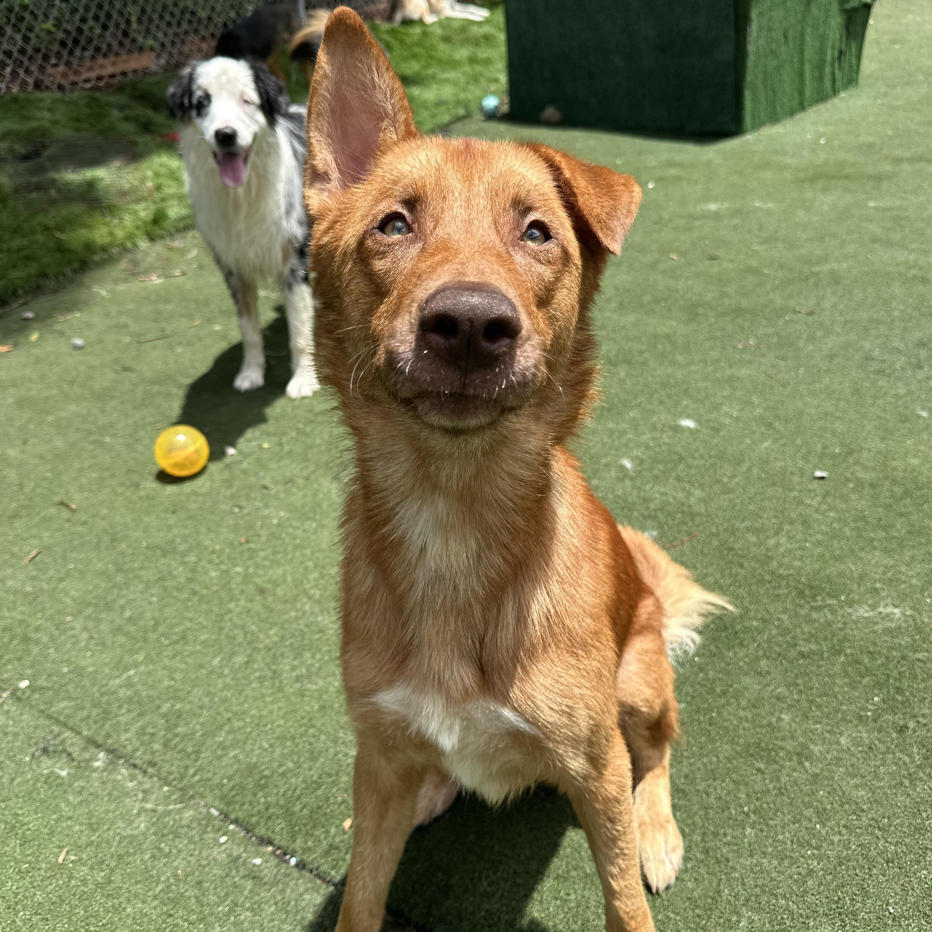 Nitro, a ADOPTABLE mixed breed in Charlotte, NC image 4/6
