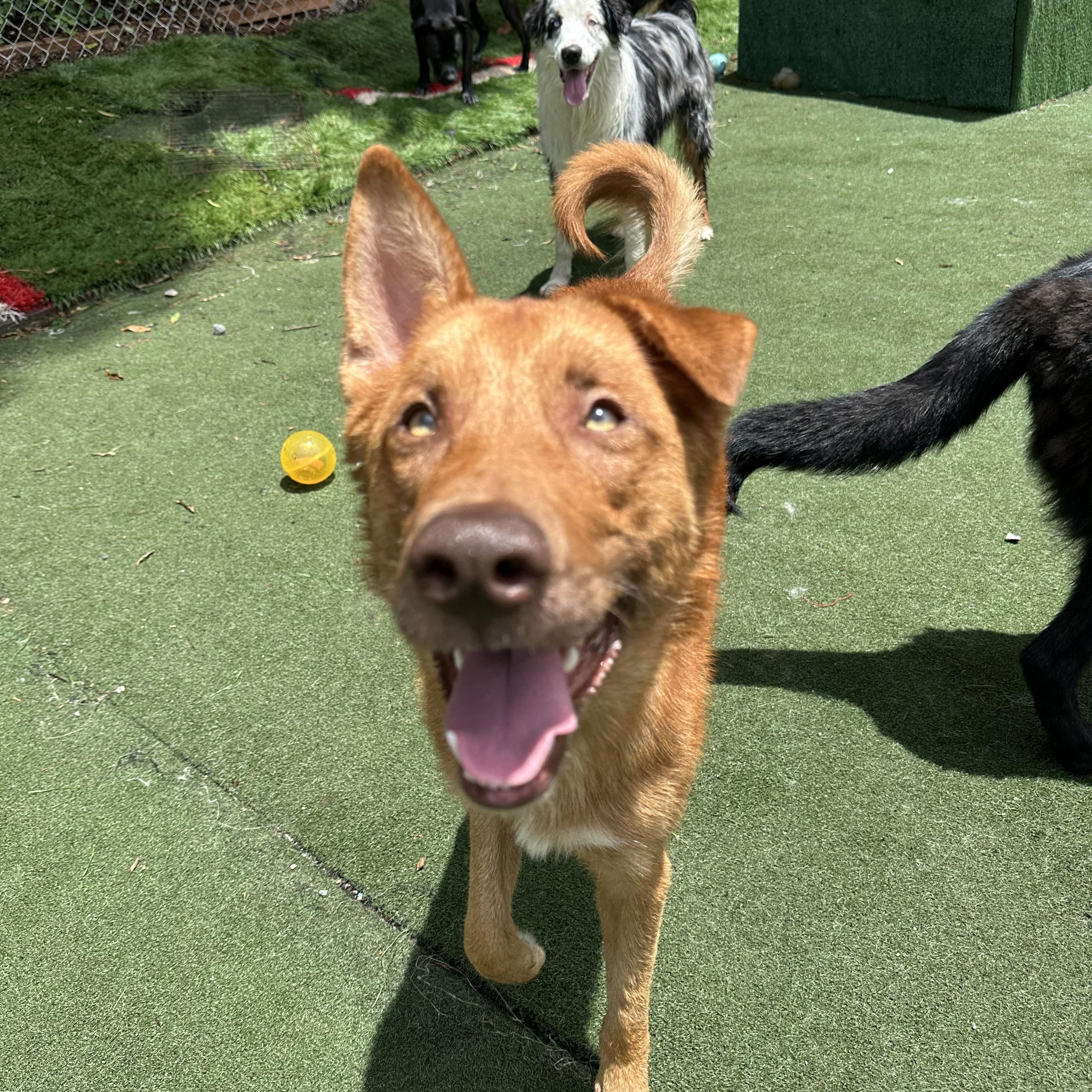 Nitro, a ADOPTABLE mixed breed in Charlotte, NC image 5/6