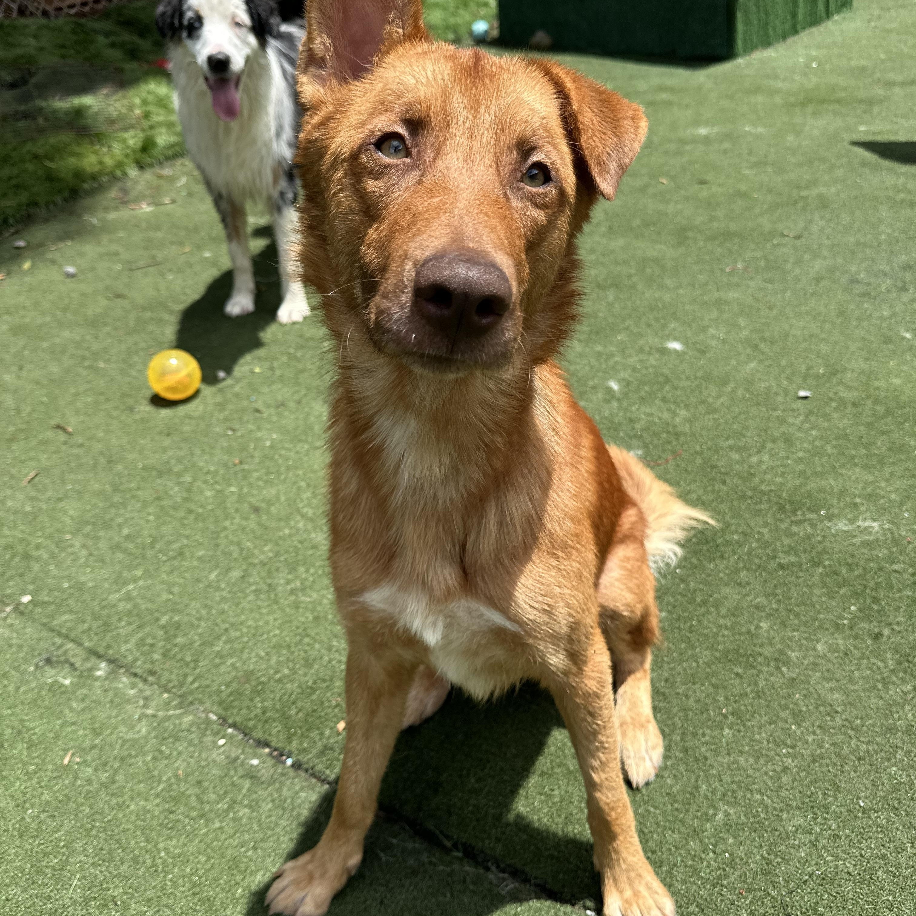 Nitro, a ADOPTABLE mixed breed in Charlotte, NC image 2/6