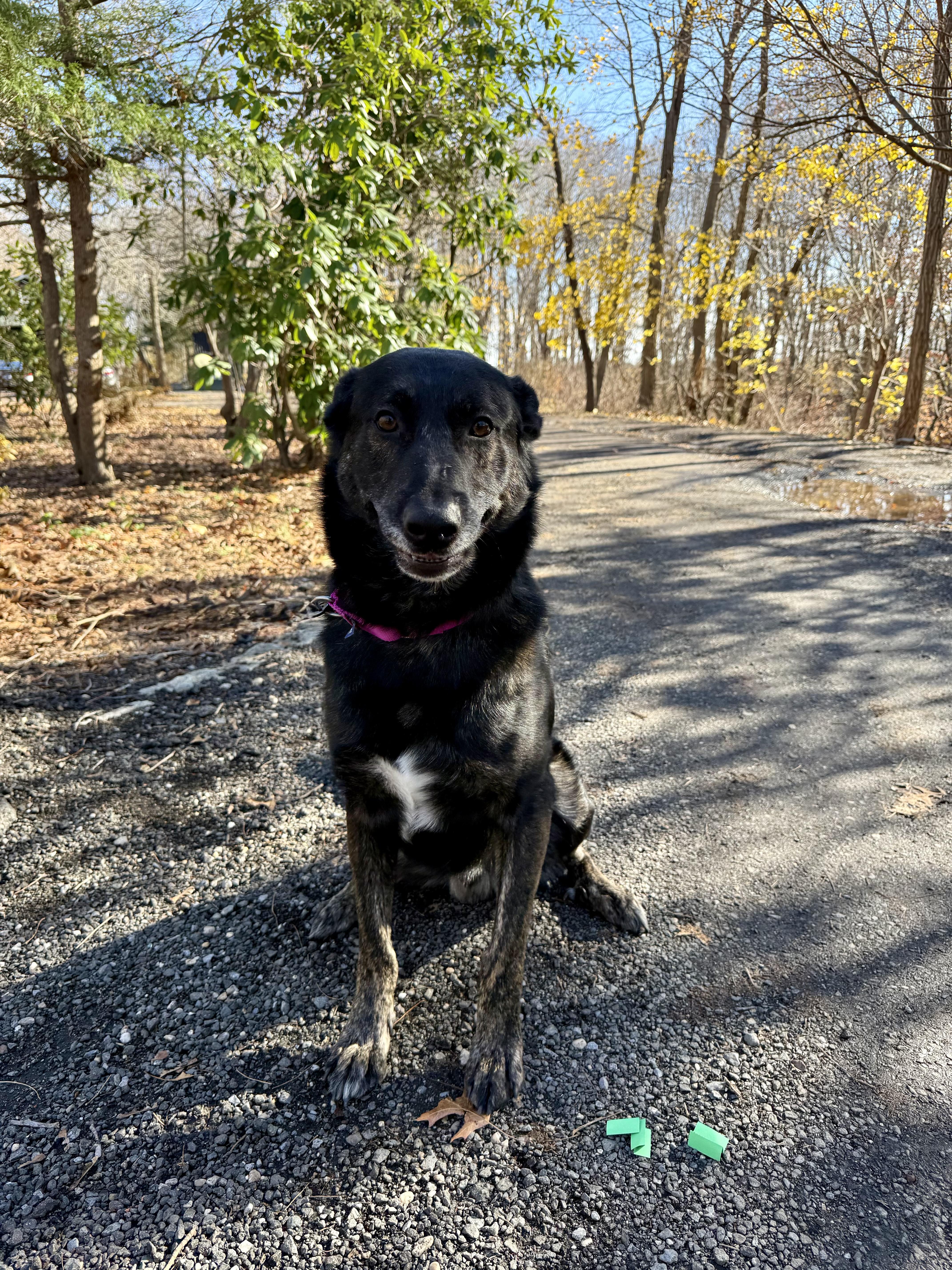 Vader, Adoptable, Adult Male German Shepherd Dog & Belgian Shepherd / Malinois.