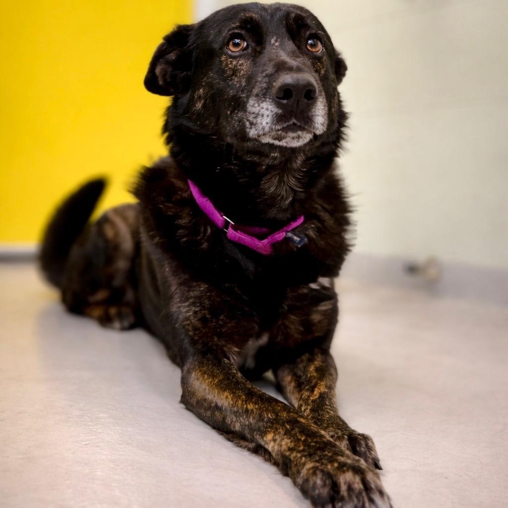 Enlarge Vader, a Adoptable mixed breed in AQUEBOGUE, NY image 1/2