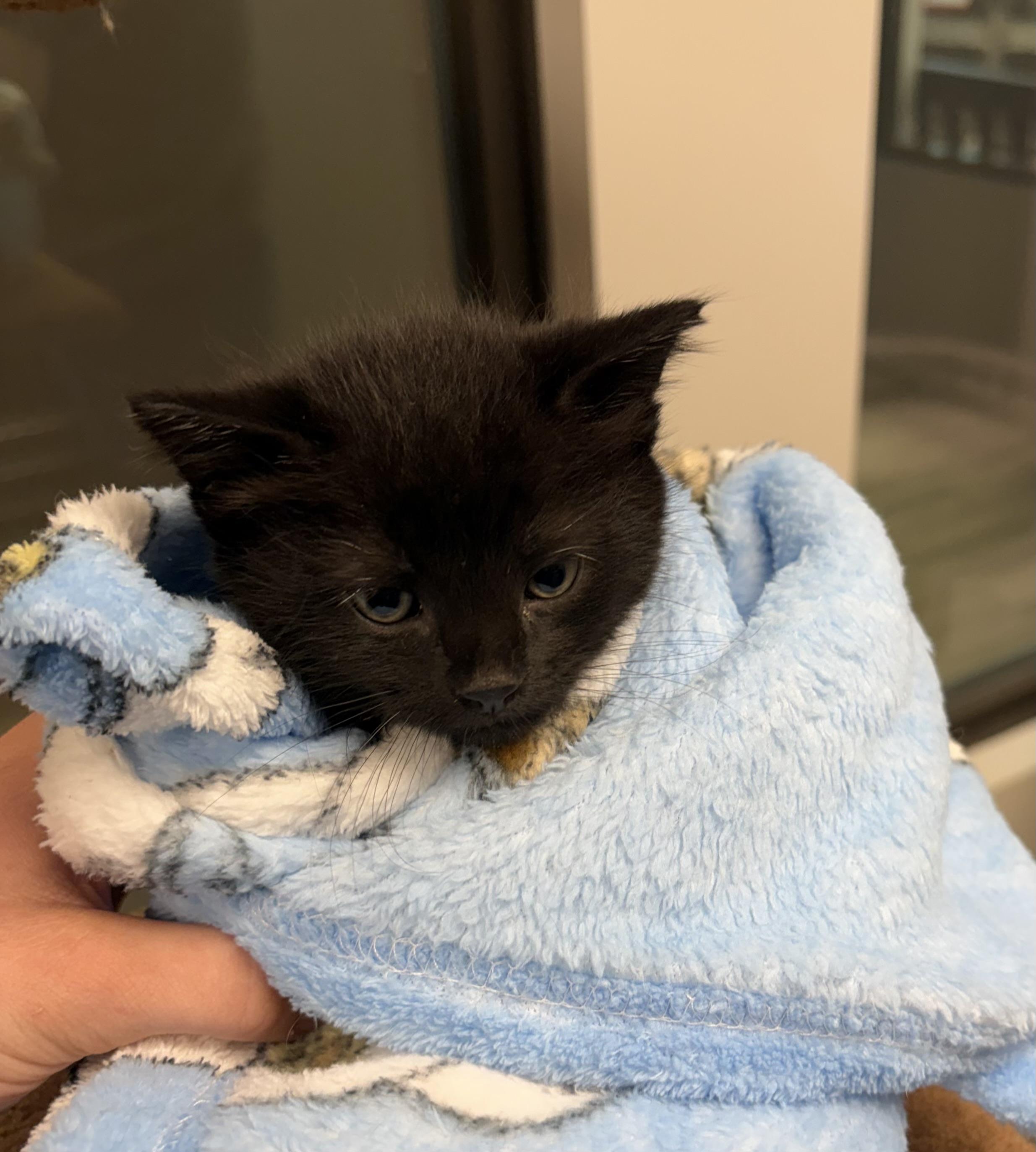 Nickel, a ADOPTABLE Domestic Short Hair in Liberty, MO image 3/4