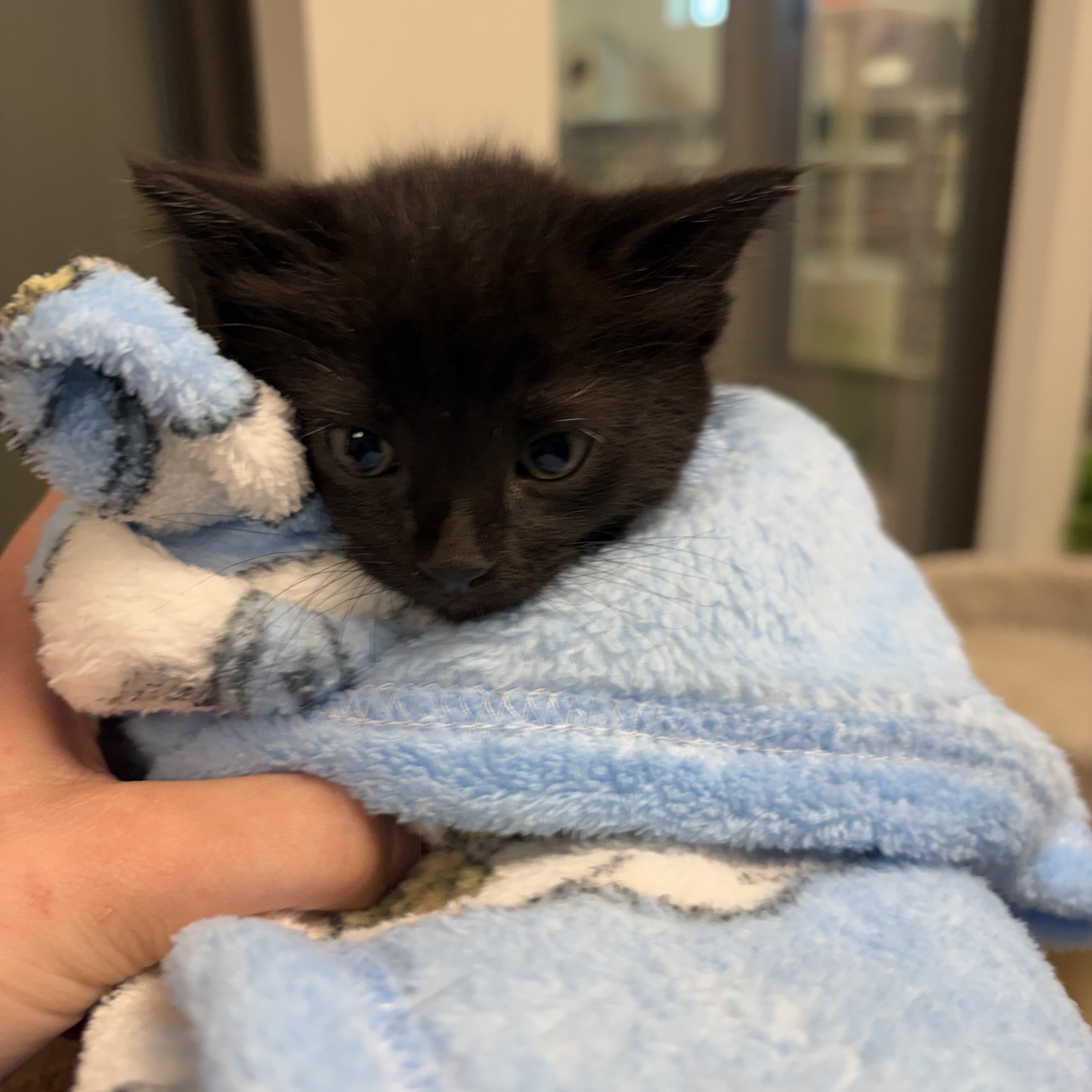 Nickel, a ADOPTABLE Domestic Short Hair in Liberty, MO image 1/4