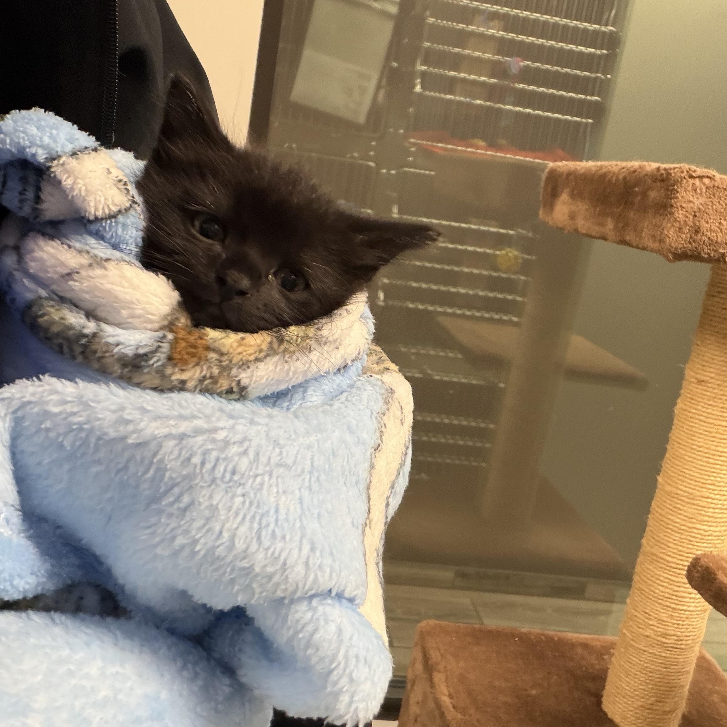 Nickel, a ADOPTABLE Domestic Short Hair in Liberty, MO image 2/4