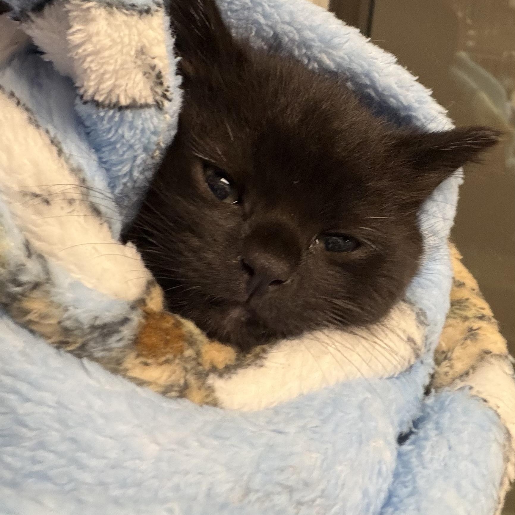 Nickel, a ADOPTABLE Domestic Short Hair in Liberty, MO image 4/4