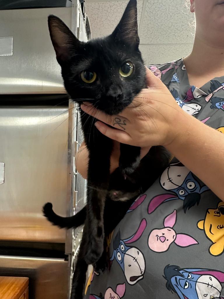Opal, Adoptable, Young Female Domestic Short Hair.