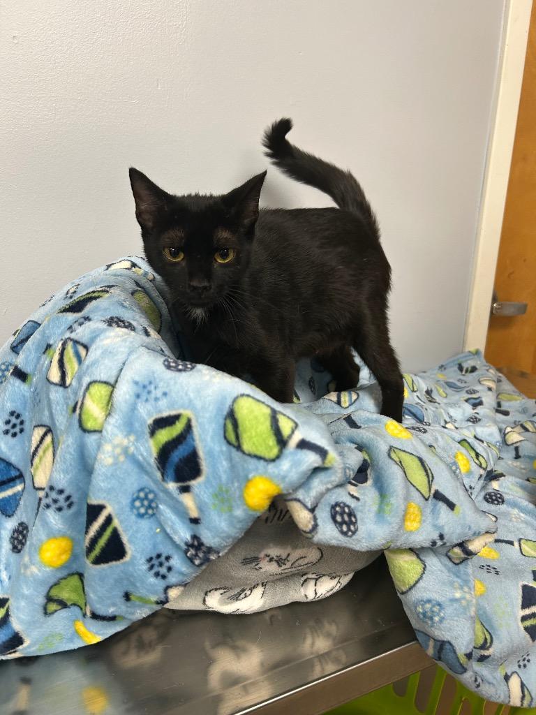 Enlarge Opal, a Adoptable mixed breed in Lavonia, GA image 2/2