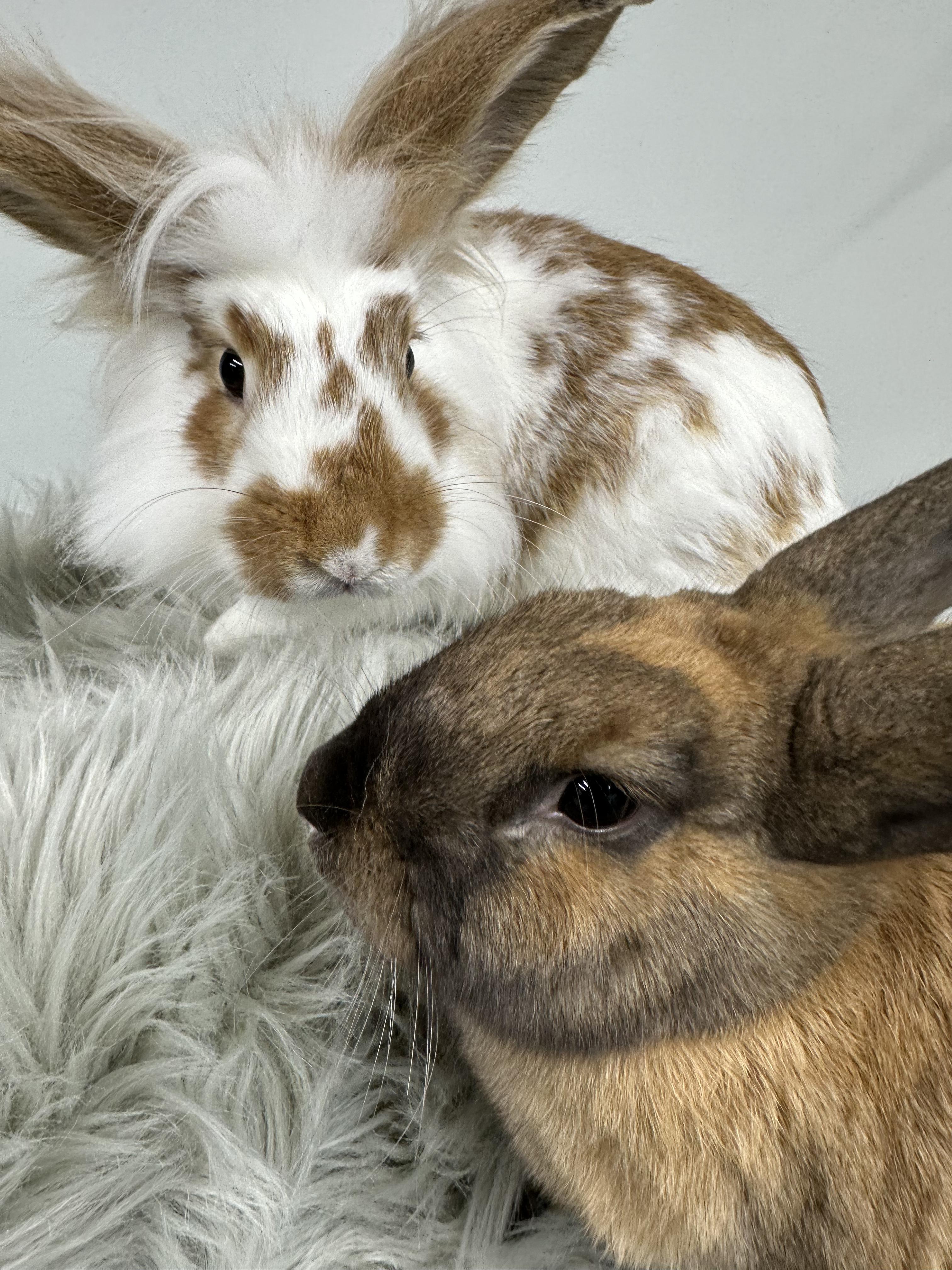 Hilton and Garden, Adoptable, Adult Male Lionhead.