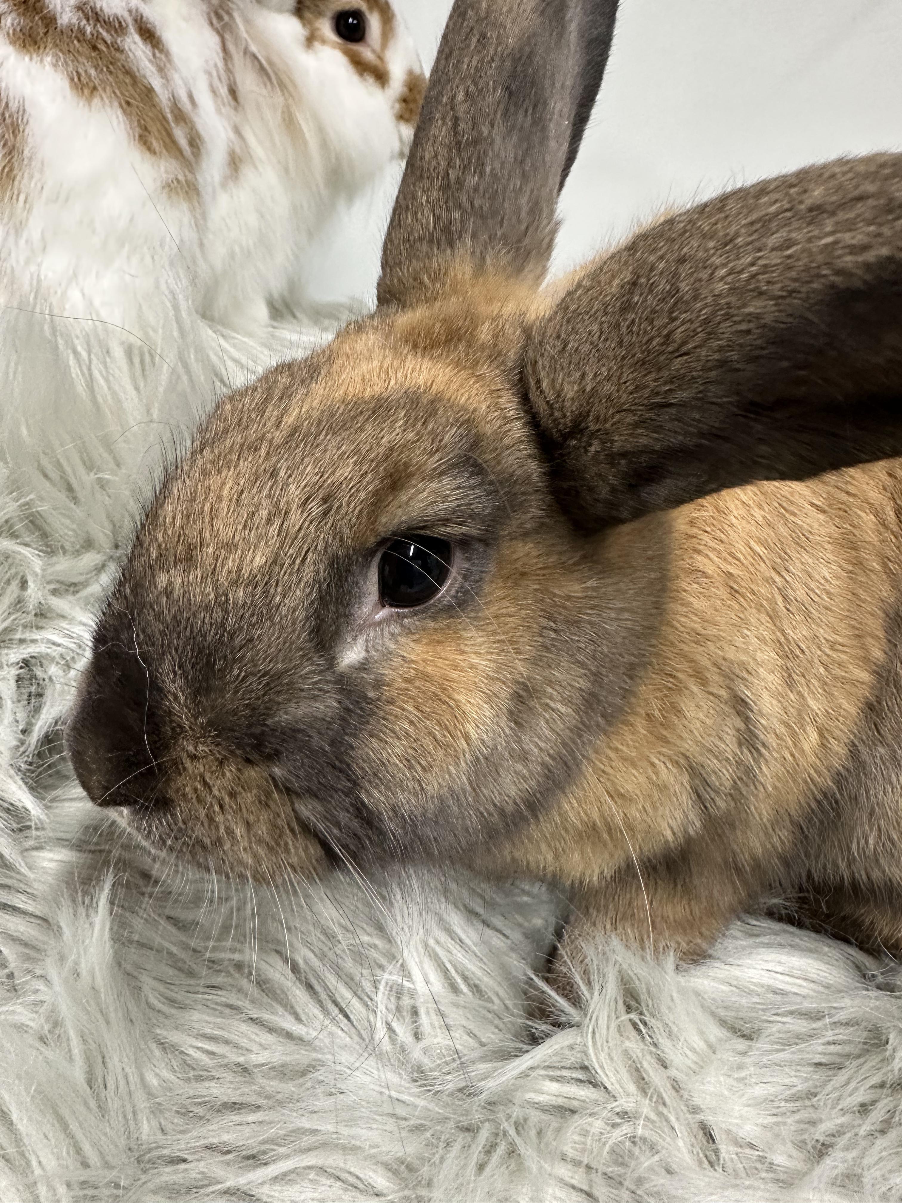 Enlarge Hilton and Garden, a Adoptable mixed breed in Columbia, SC image 2/5