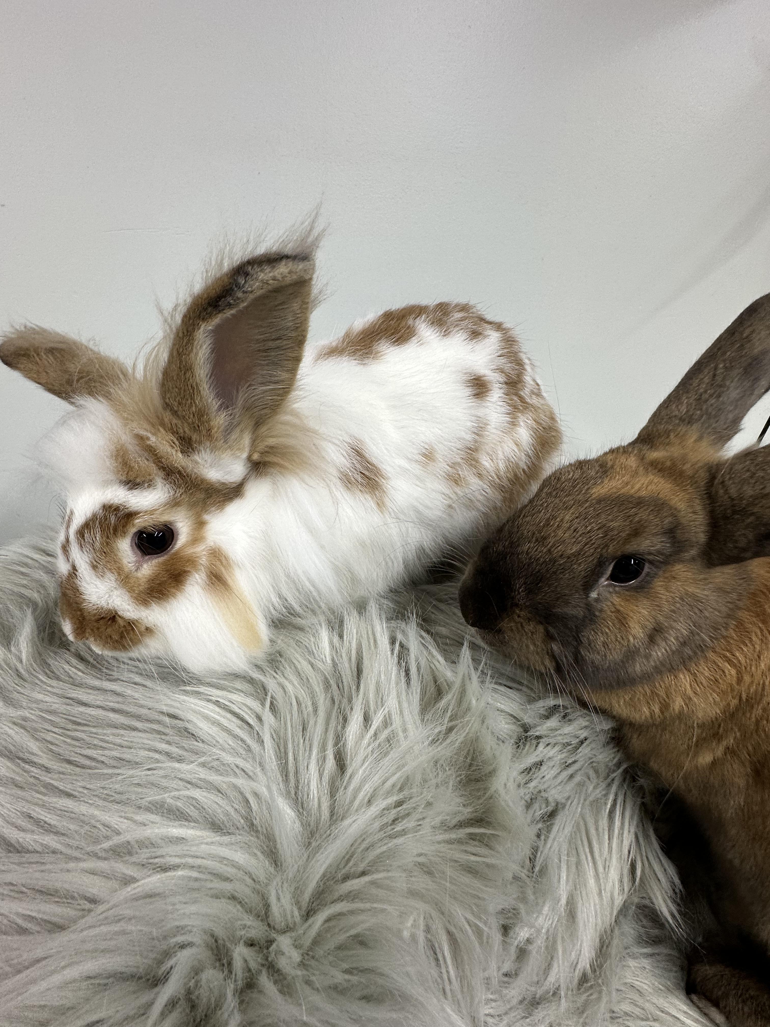 Enlarge Hilton and Garden, a Adoptable mixed breed in Columbia, SC image 3/5